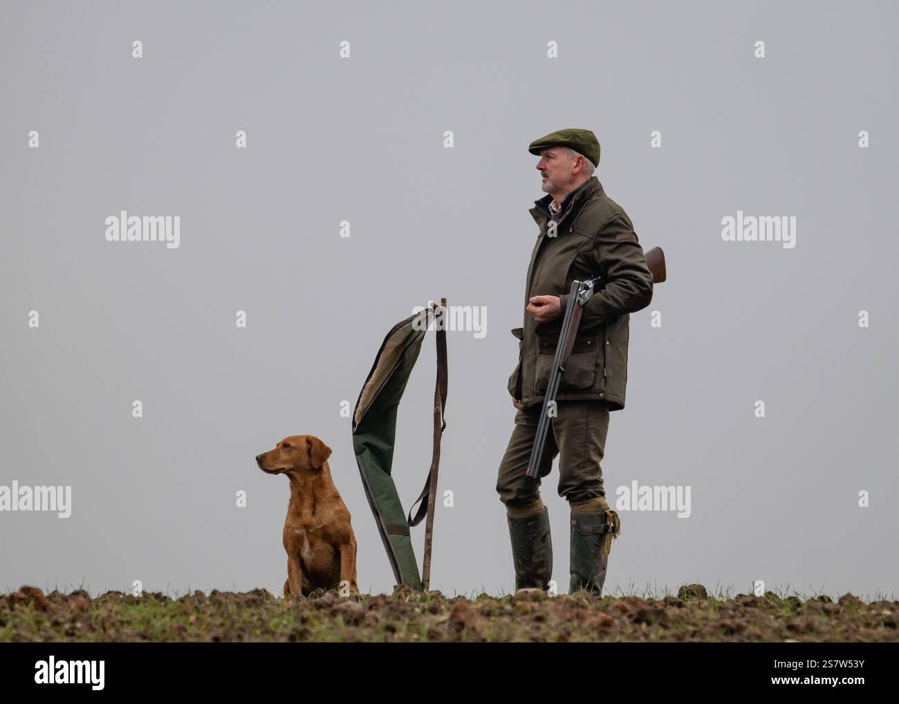 Working gundogs on a shoot day Stock Photo