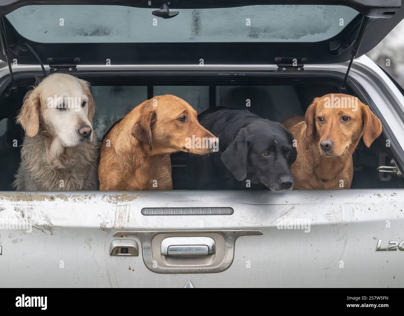Working gundogs on a shoot day Stock Photo