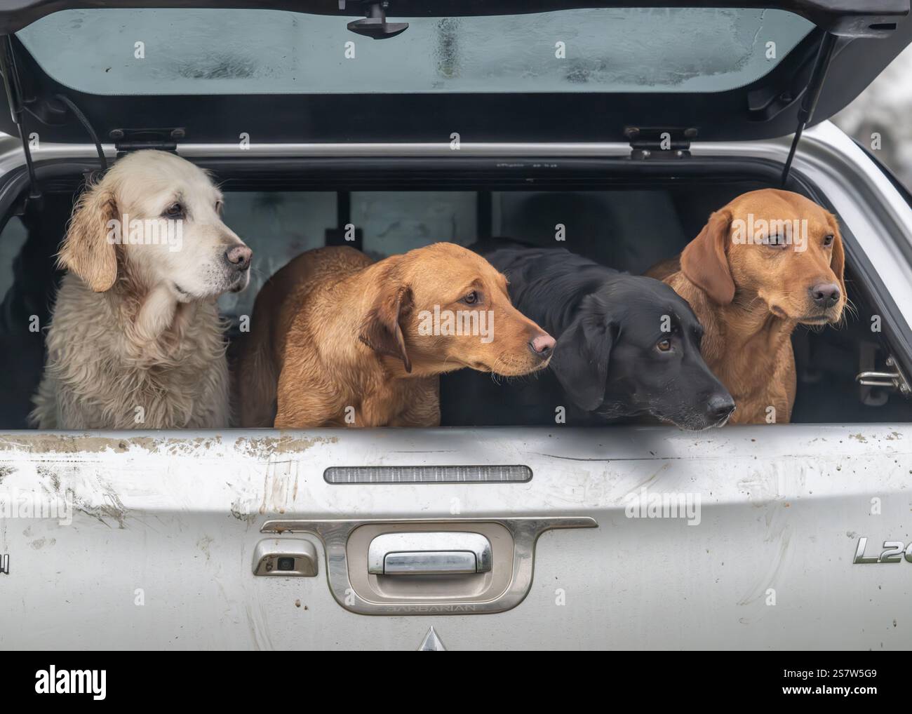 Working gundogs on a shoot day Stock Photo