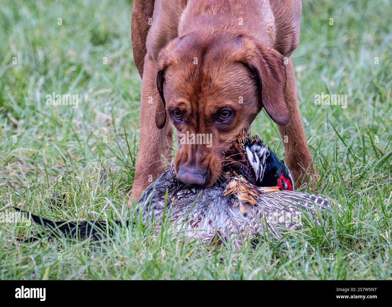 Working gundogs on a shoot day Stock Photo