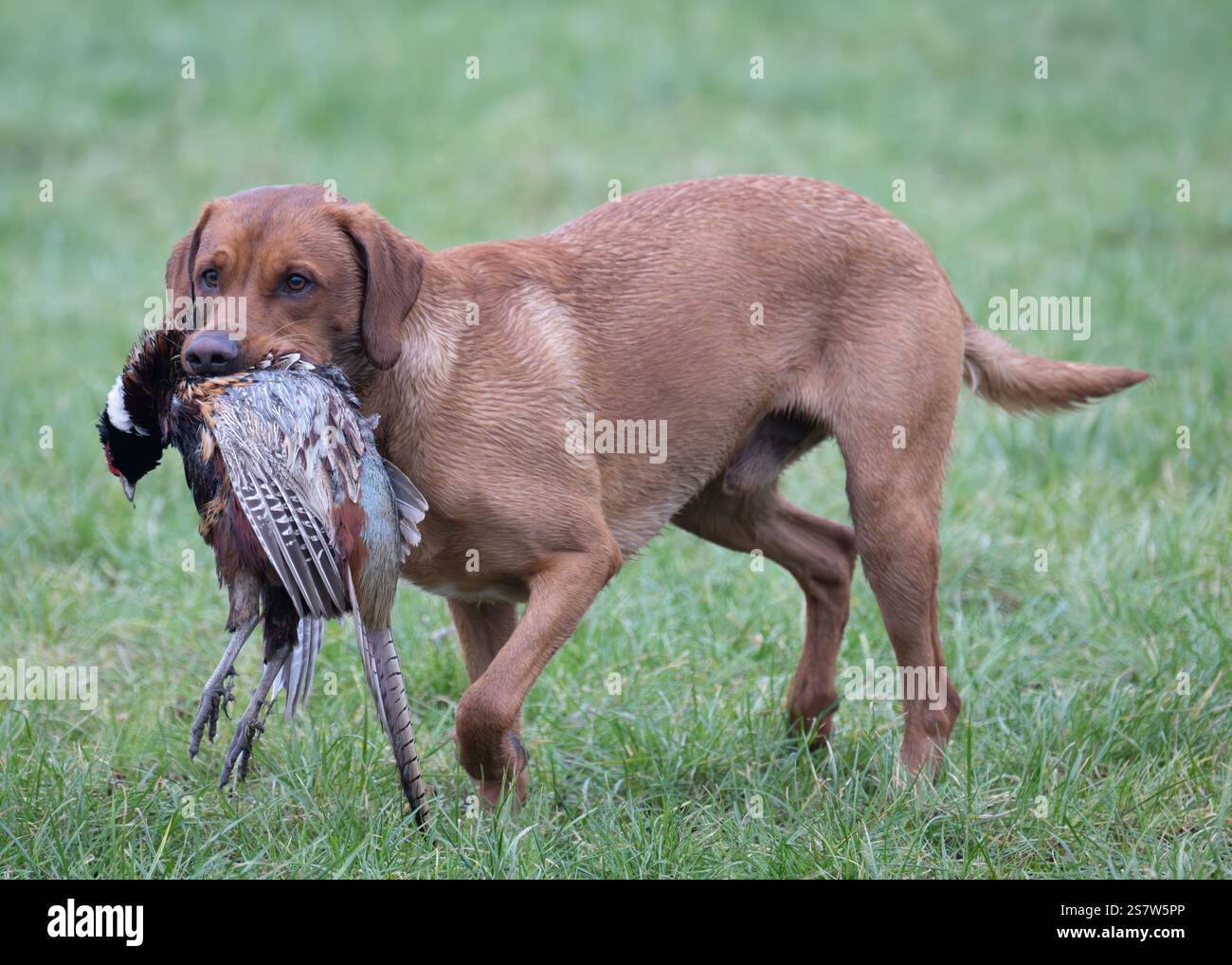 Working gundogs on a shoot day Stock Photo