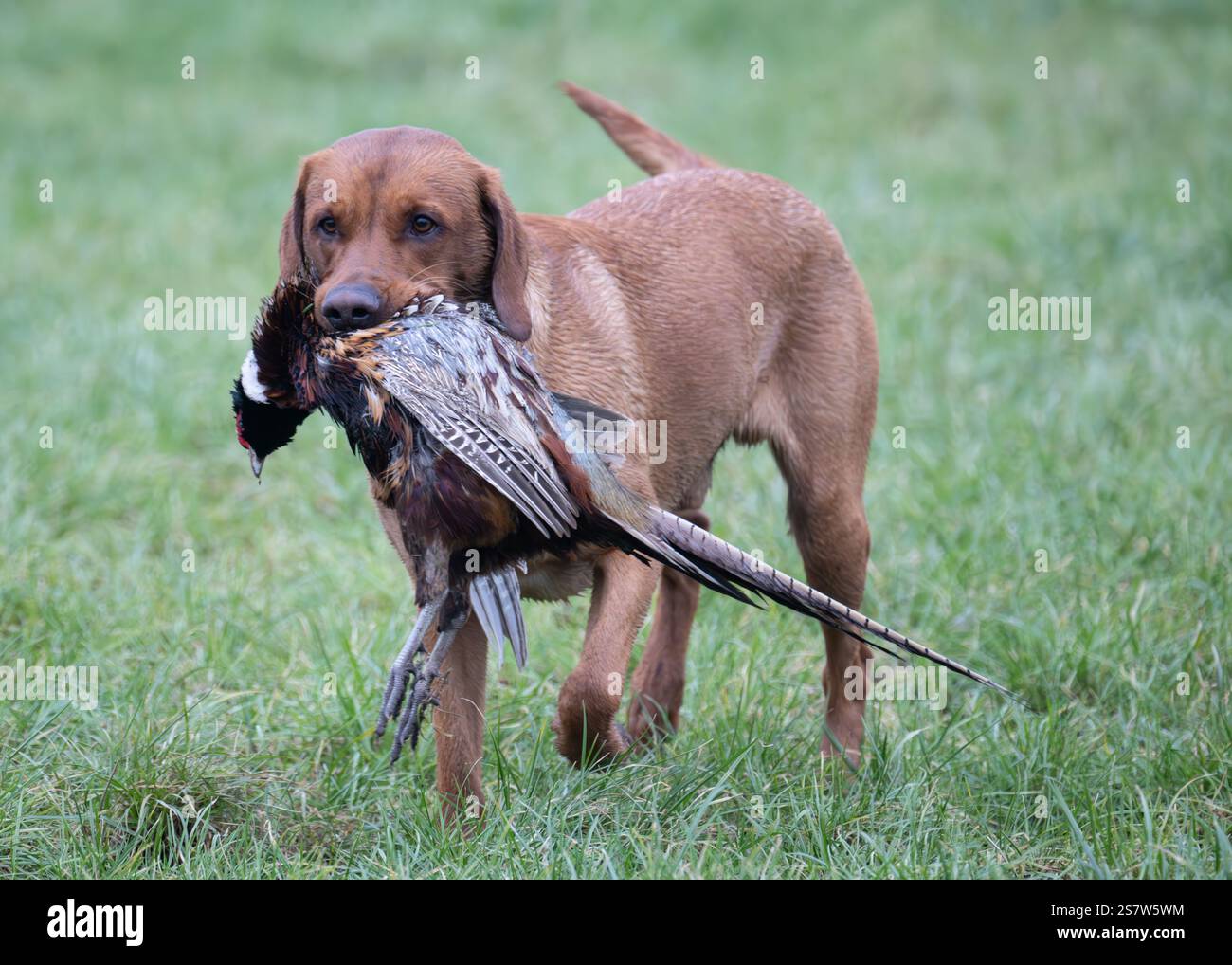 Working gundogs on a shoot day Stock Photo