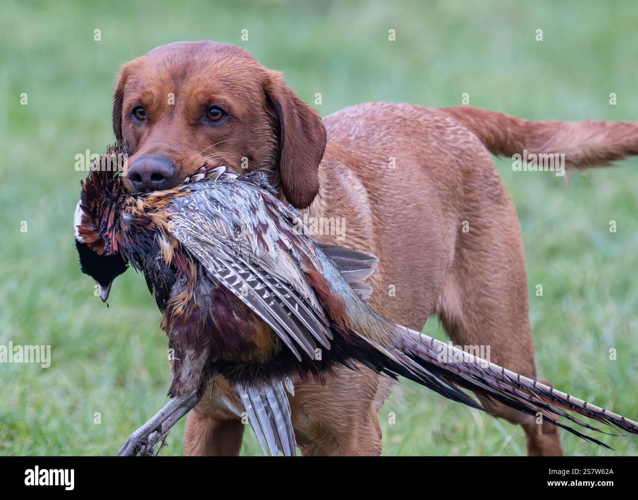 Working gundogs on a shoot day Stock Photo