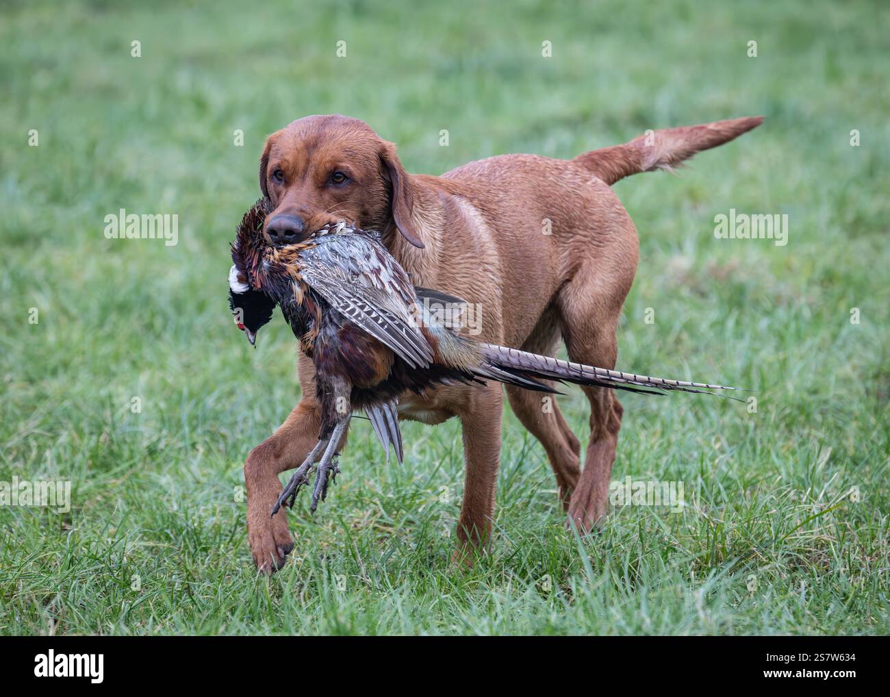 Working gundogs on a shoot day Stock Photo