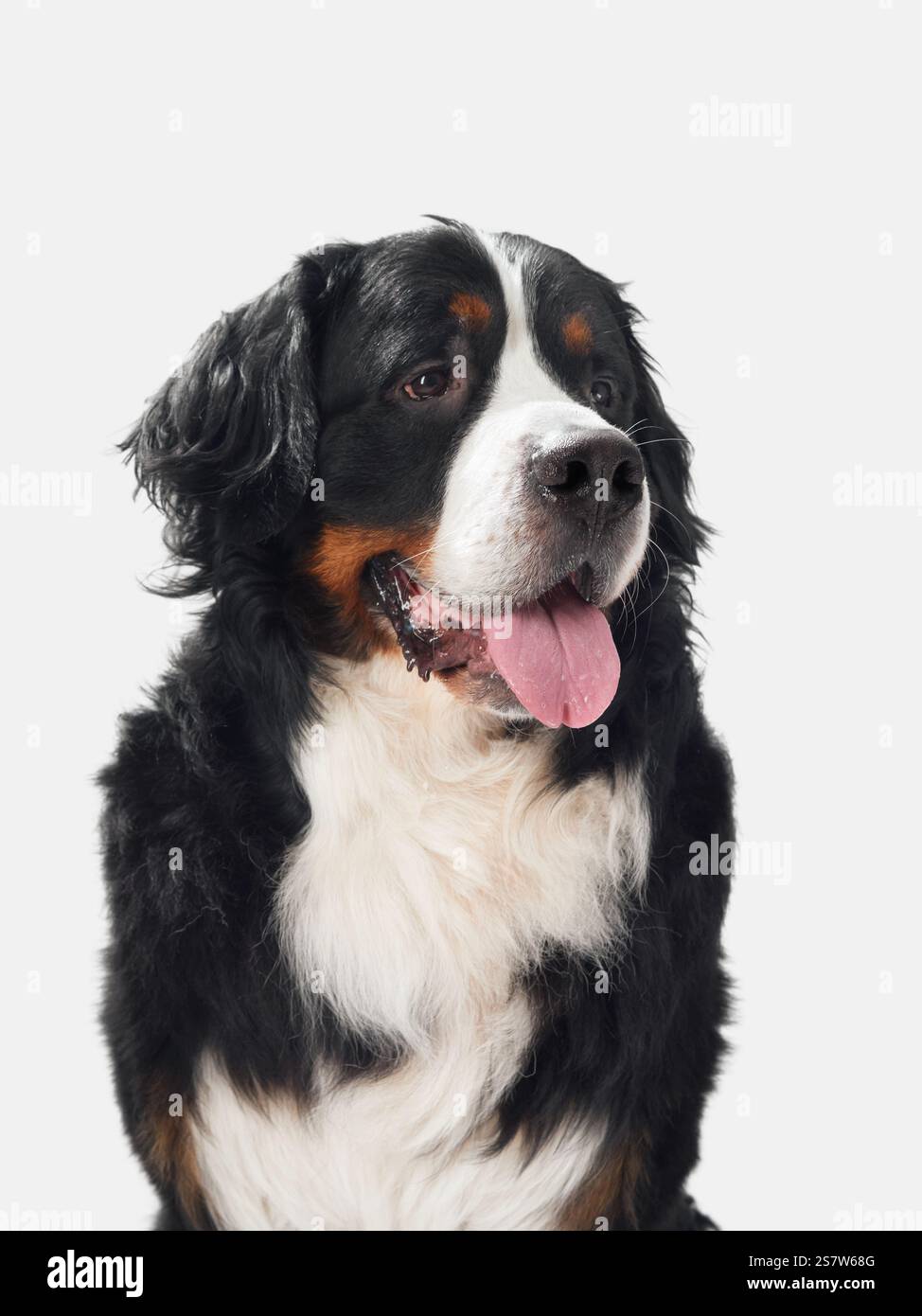 A Bernese Mountain Dog sitting on a white background, showing its calm and confident character. The dog looks attentive and composed. Stock Photo