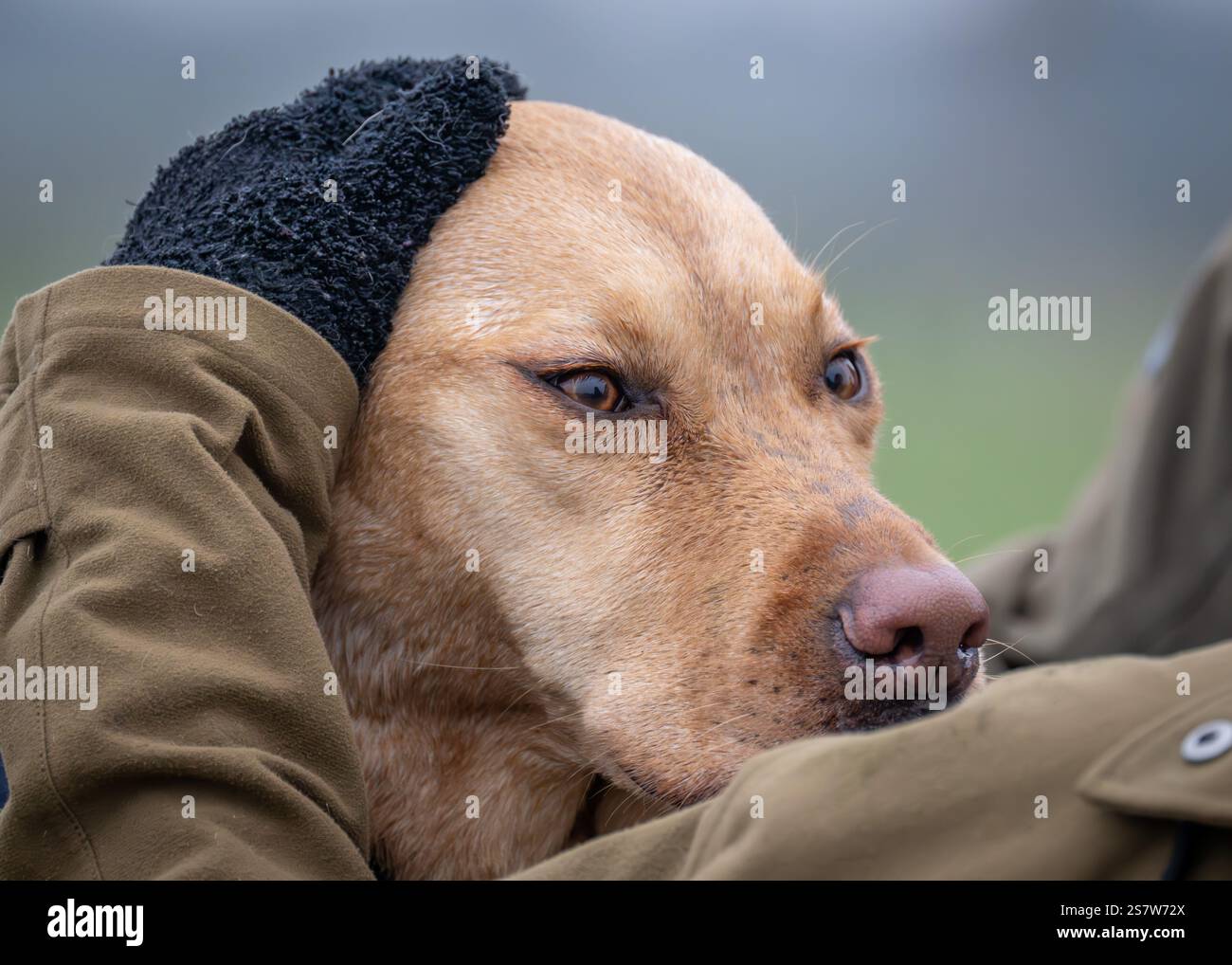 Working gundogs on a shoot day Stock Photo