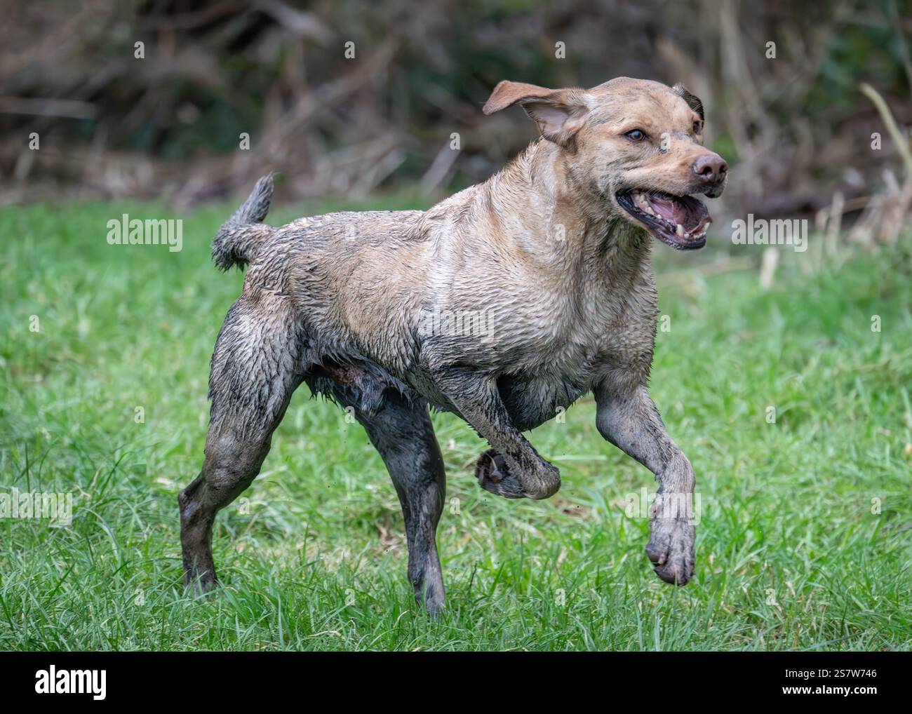 Working gundogs on a shoot day Stock Photo