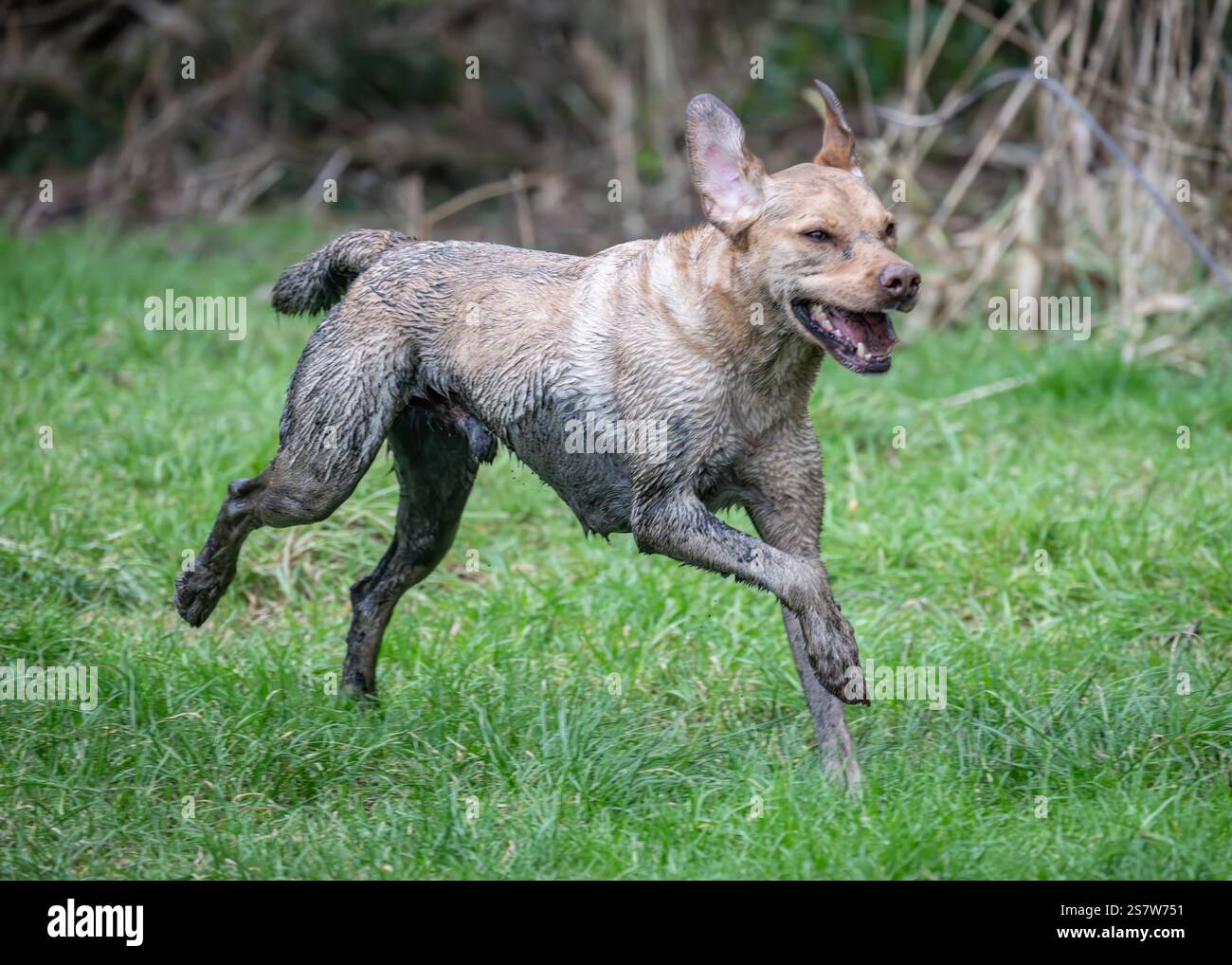 Working gundogs on a shoot day Stock Photo
