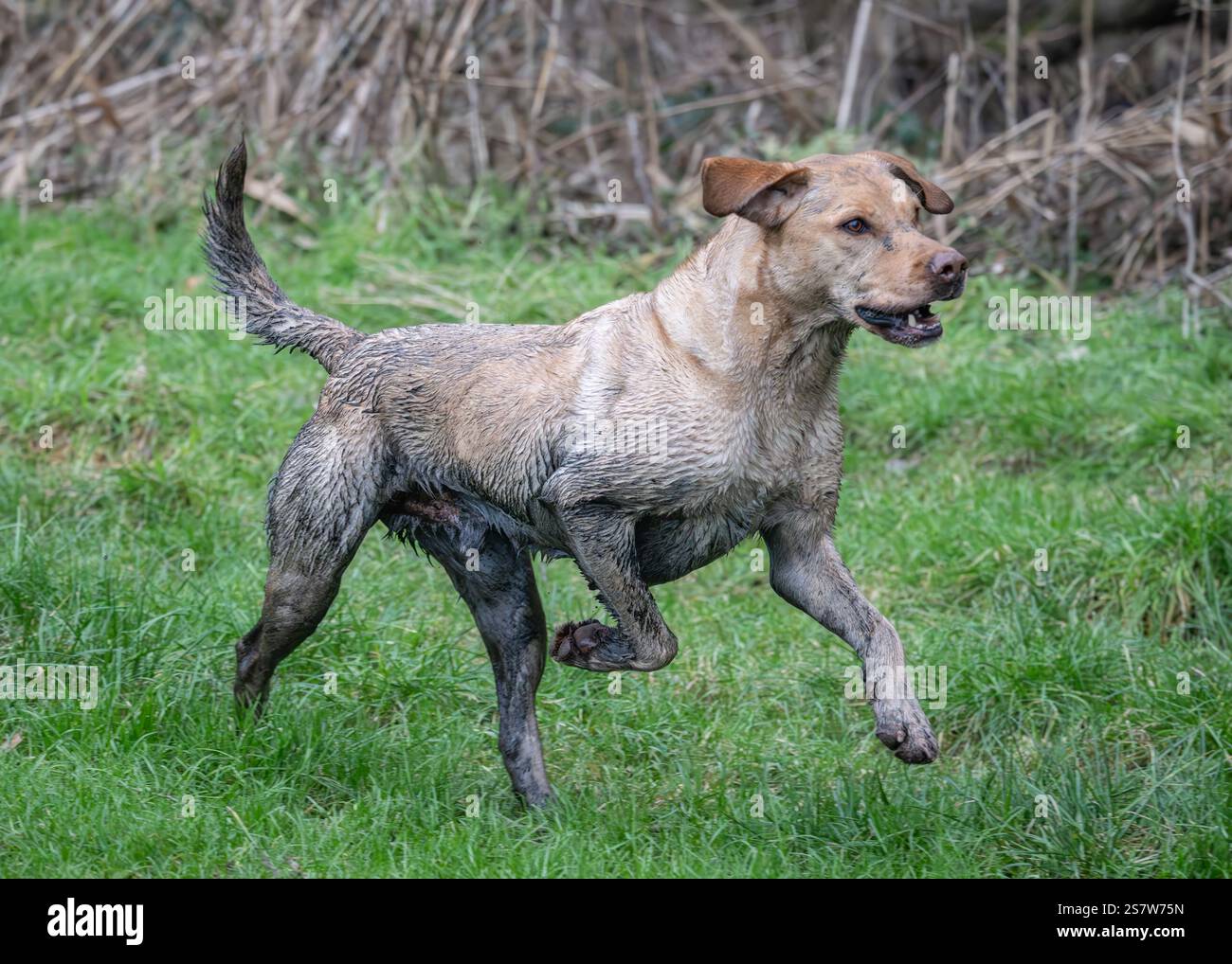 Working gundogs on a shoot day Stock Photo