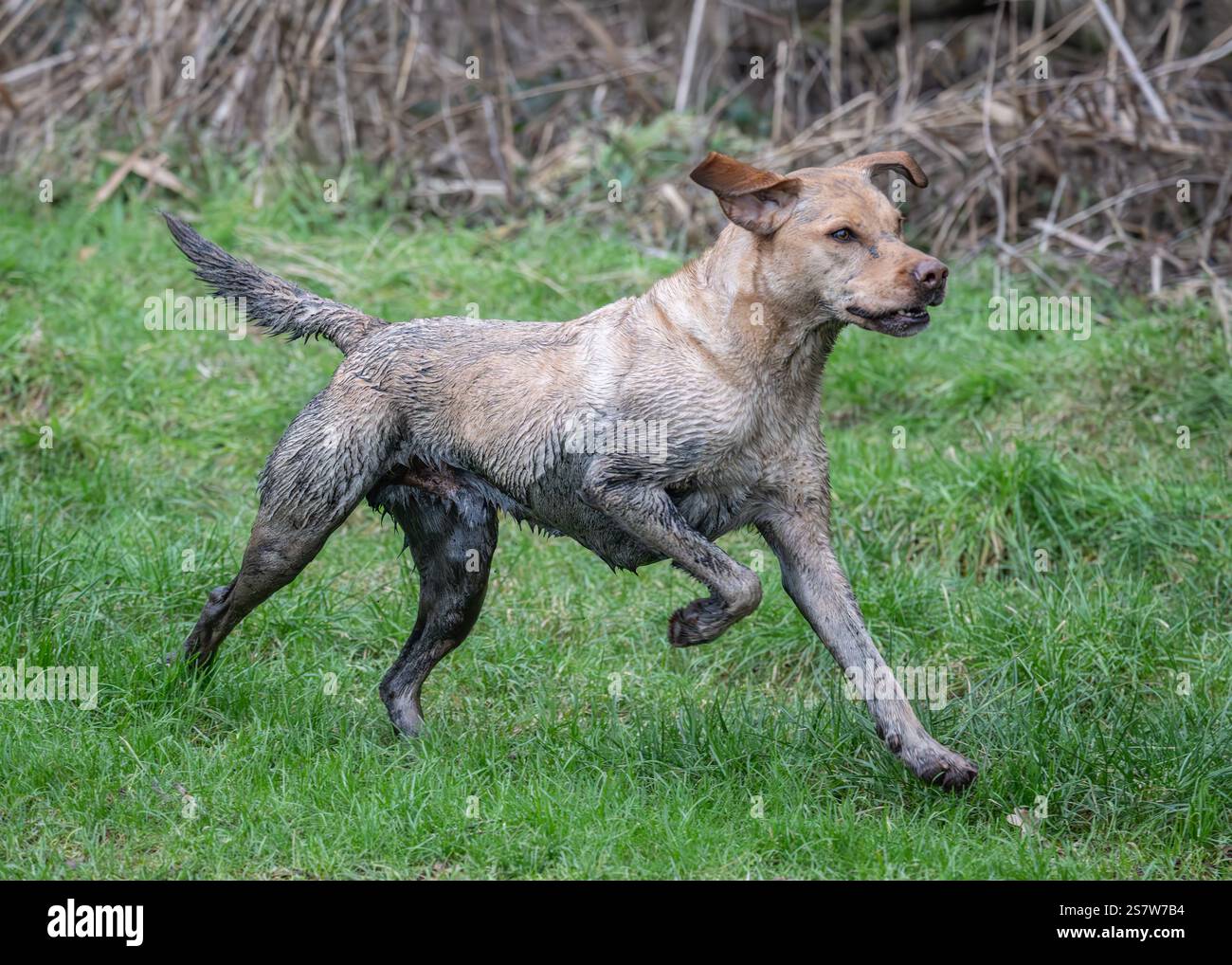 Working gundogs on a shoot day Stock Photo