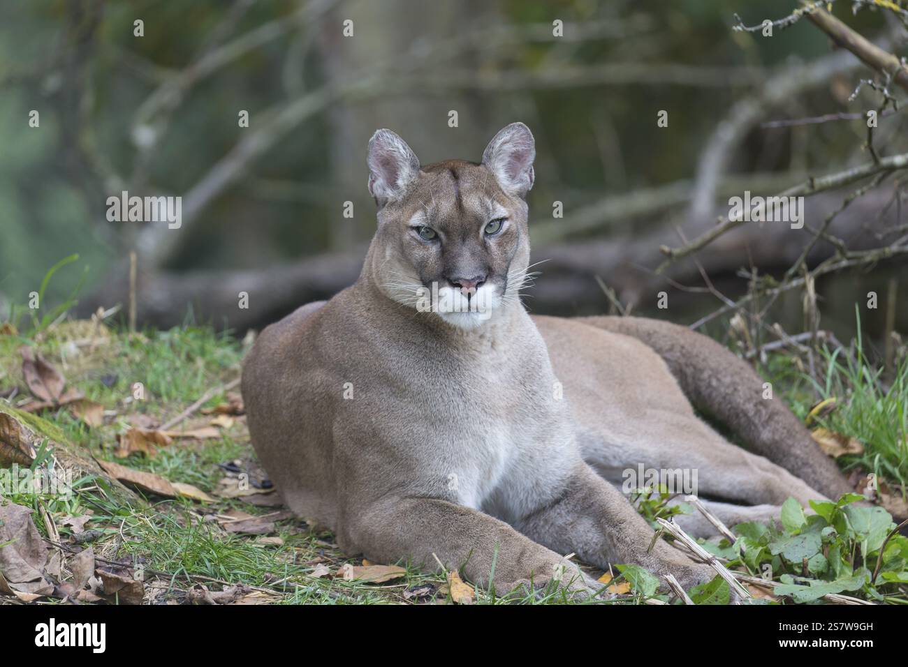 Portrait of an adult male cougar between branches of a tree with