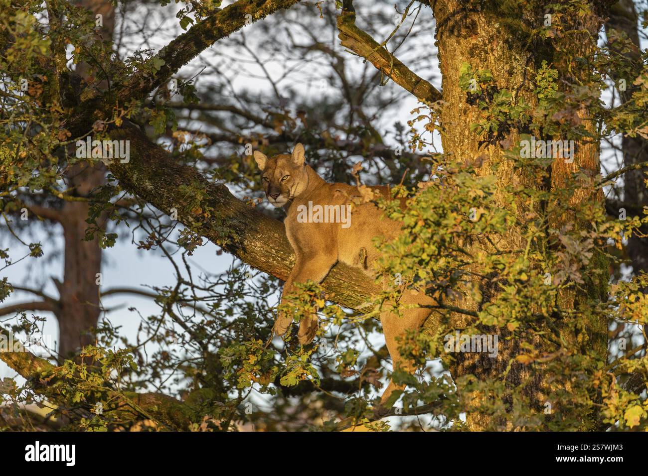 One adult cougar, Puma concolor, rests on a big branch high up in an oak tree Stock Photo