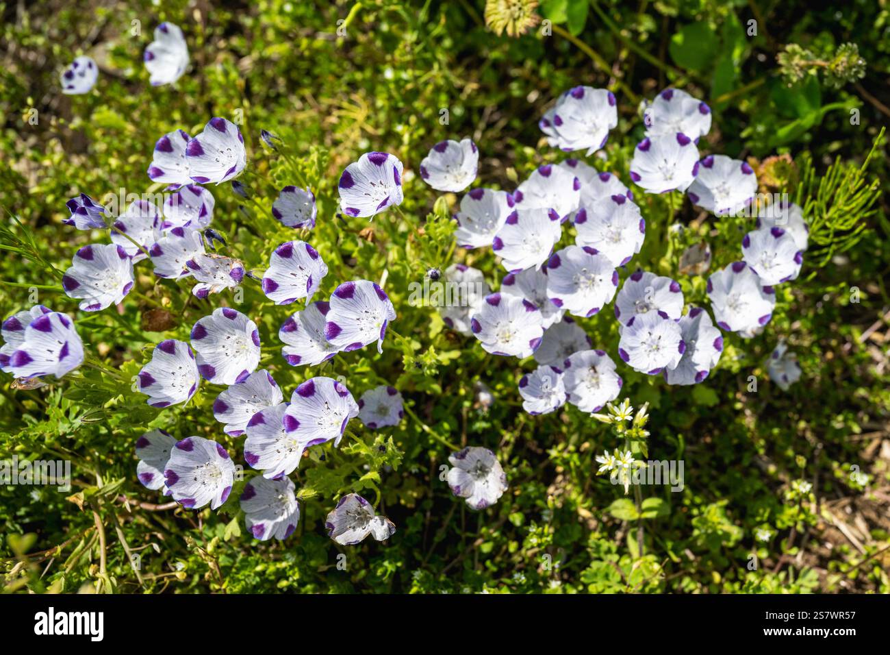 Nemophila japan hi-res stock photography and images - Alamy