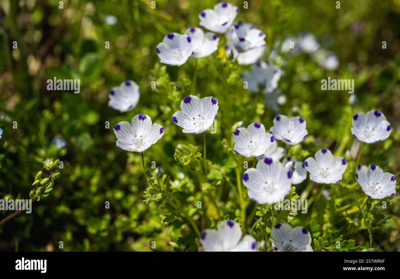 Nemophila japan hi-res stock photography and images - Alamy