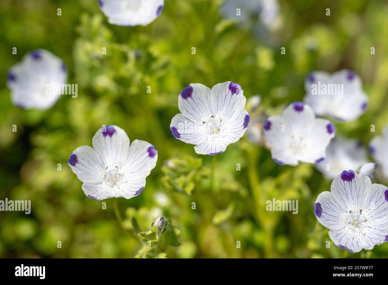 Nemophila japan hi-res stock photography and images - Alamy