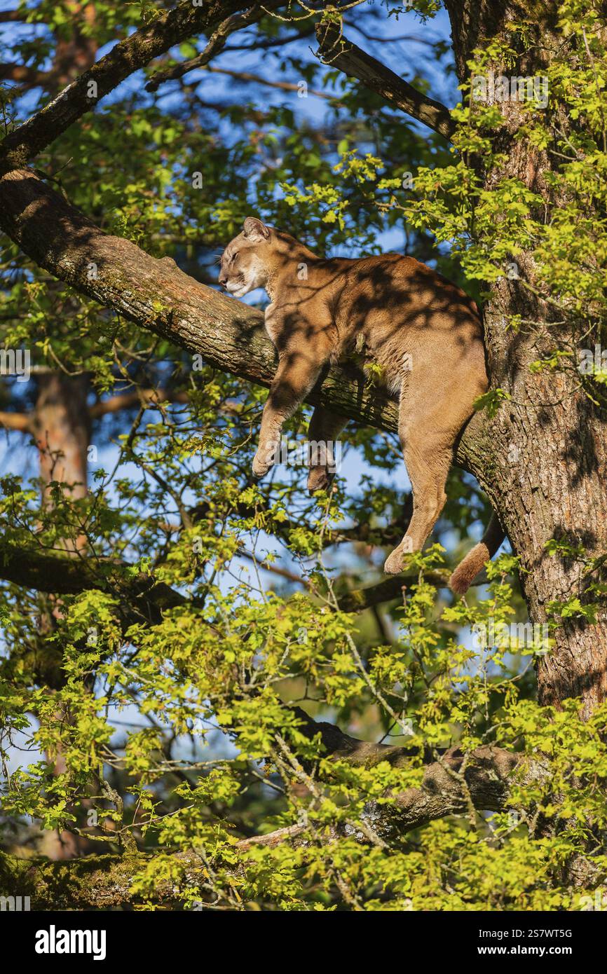 One Adult Cougar Puma Concolor Rests On A Big Branch High Up In An one-adult-cougar-puma-concolor-rests-on-a-big-branch-high-up-in-an