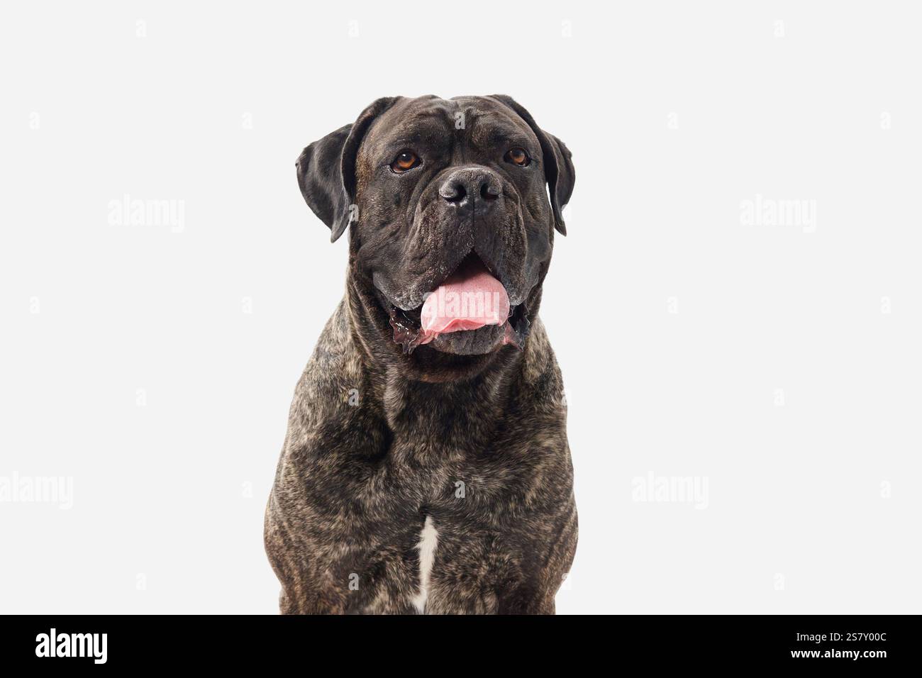 A Cane Corso looks sideways on a white background with a calm yet focused demeanor. The light background contrasts with the dog dark fur and strong Stock Photo