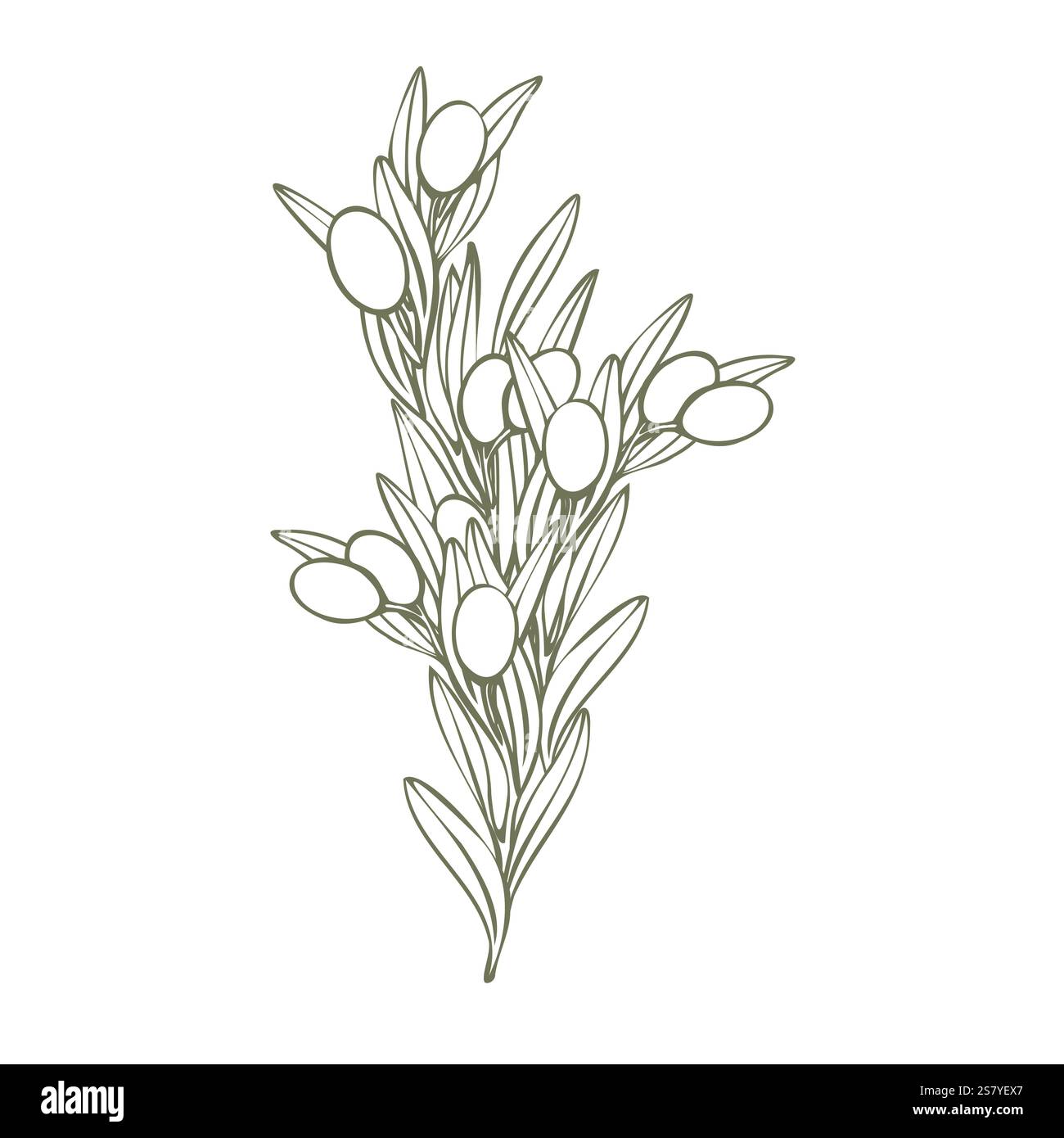 Hand drawn olive branch vector illustration with linear style and green ...