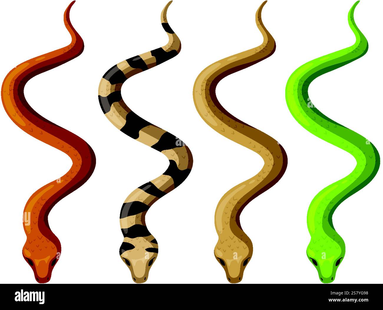 Four snakes with varied patterns and colors Stock Vector Image & Art ...