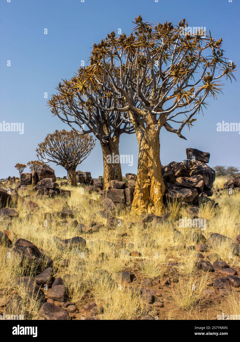 Quiver trees growing among dolerite boulder in the dry grasslands just ...