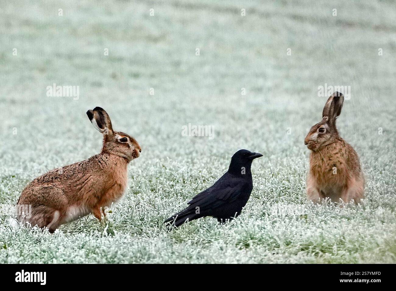 A crow sits between two hare on an icy field on a cold winter Monday