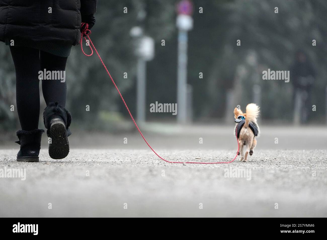A woman and her little dog walk in a park on a cold winter Monday, Jan