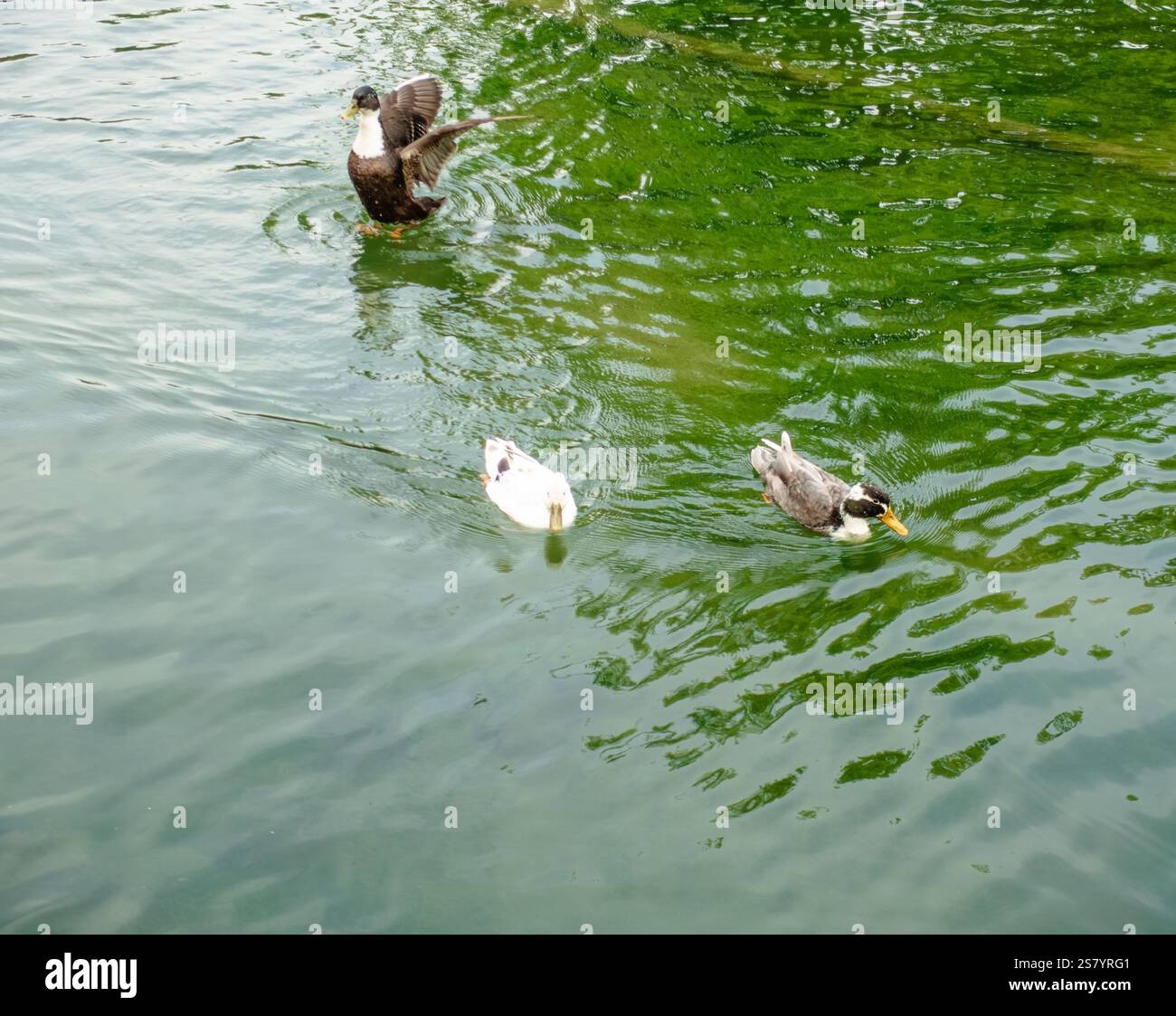 A duck is swimming in a pond with another duck. The water is green and ...