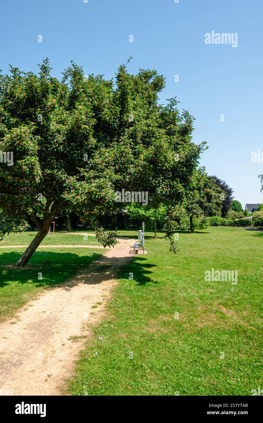 A park with a bench and a tree. The bench is empty. The tree is green ...