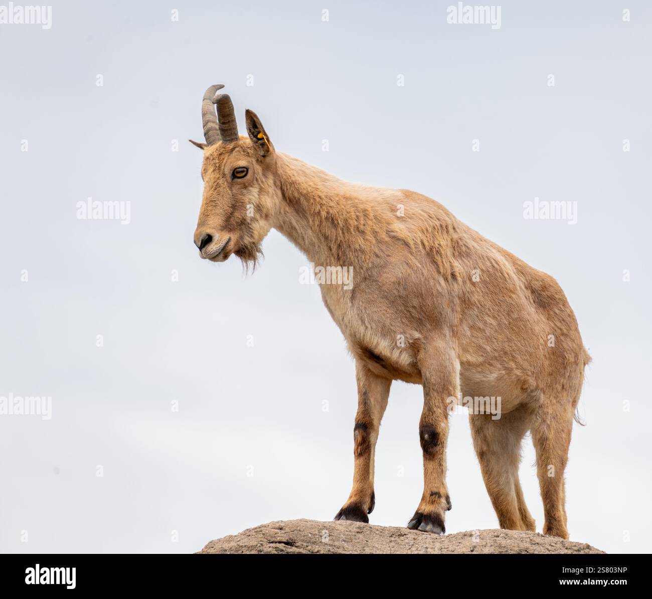 Billy goat on a rocky hill top with blue sky Stock Photo
