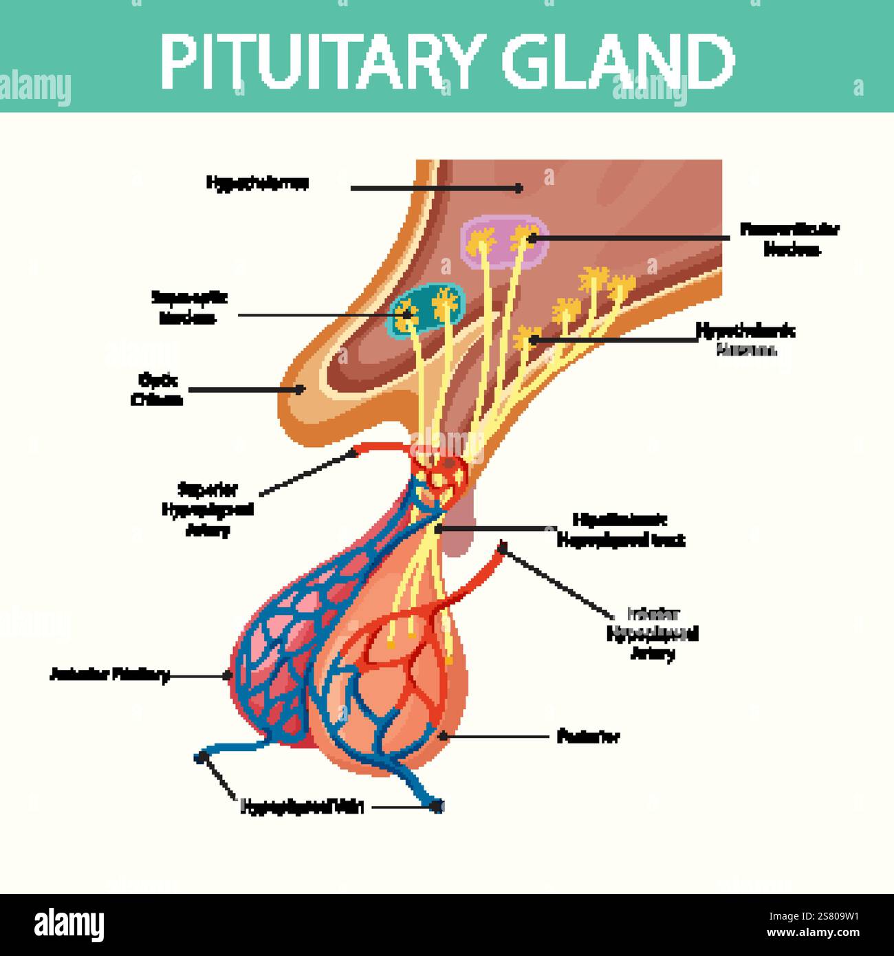 Glandular System Anatomy Hi res Stock Photography And Images Alamy
