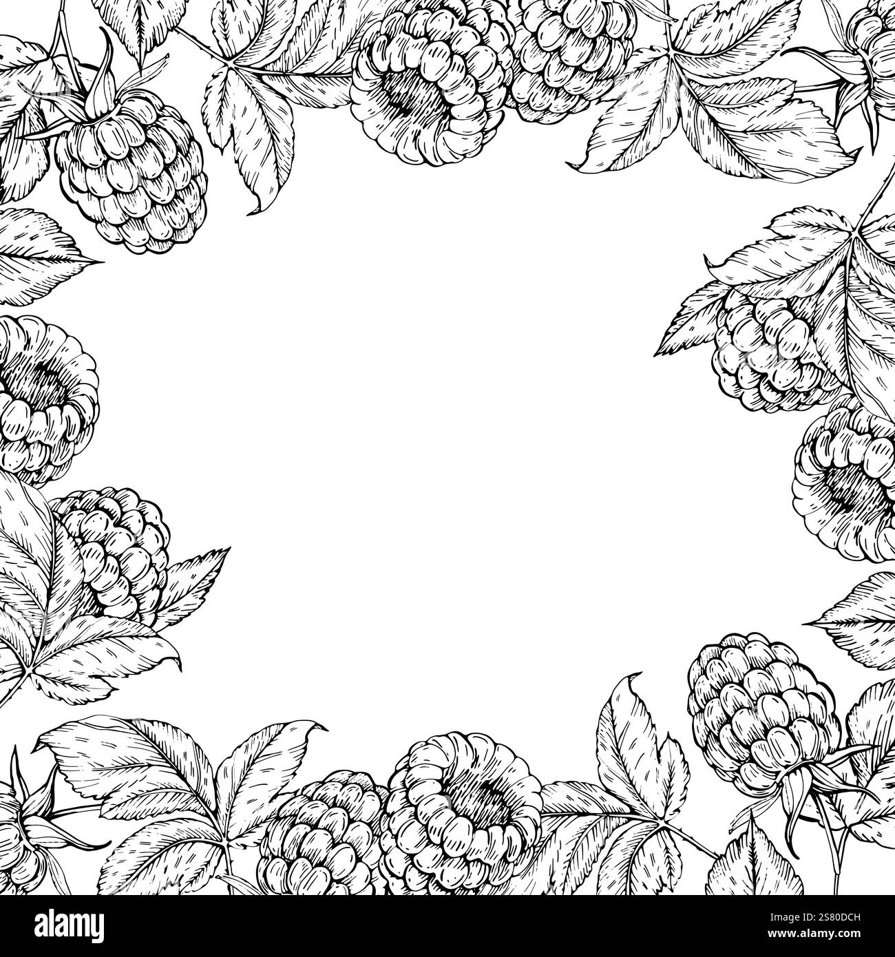 Raspberry vector black and white frame hand drawn with ink. Stock Vector
