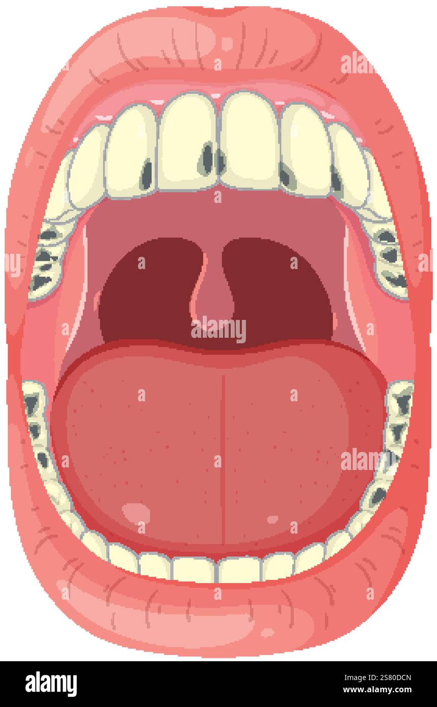 Detailed vector of human mouth and teeth Stock Vector Image & Art - Alamy