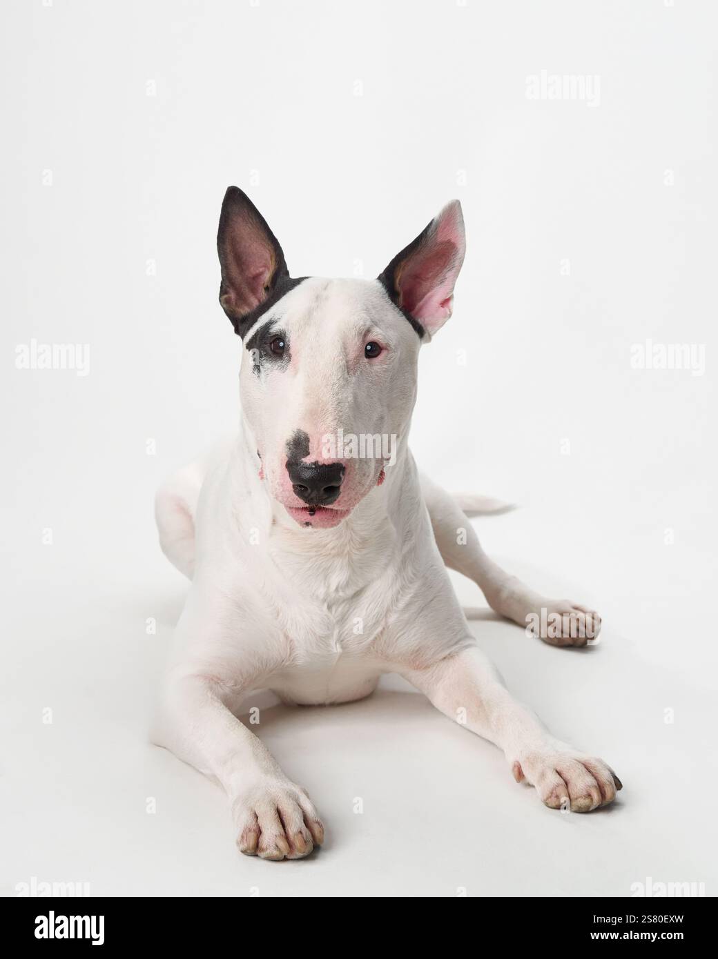 A white bull terrier with black markings on its ears is laying down on a white background in a studio setting. The dog looks calm and relaxed Stock Photo