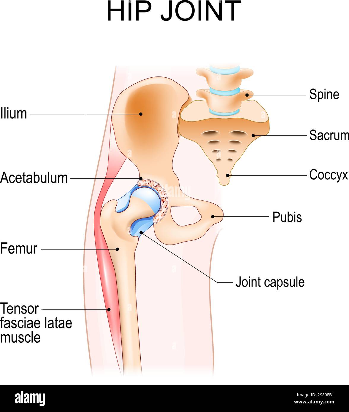 Hip joint anatomy. Ball-and-socket joint. Vector poster Stock Vector