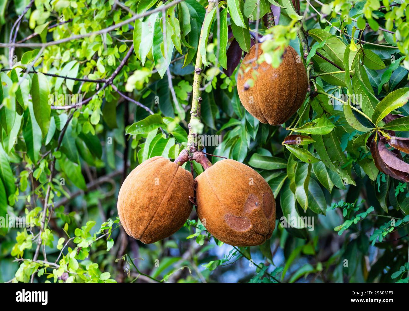 Large fruits of Money tree (Pachira aquatica), or French peanut, Guiana chestnut, in tropical forest. Guatemala, Central America. Stock Photo