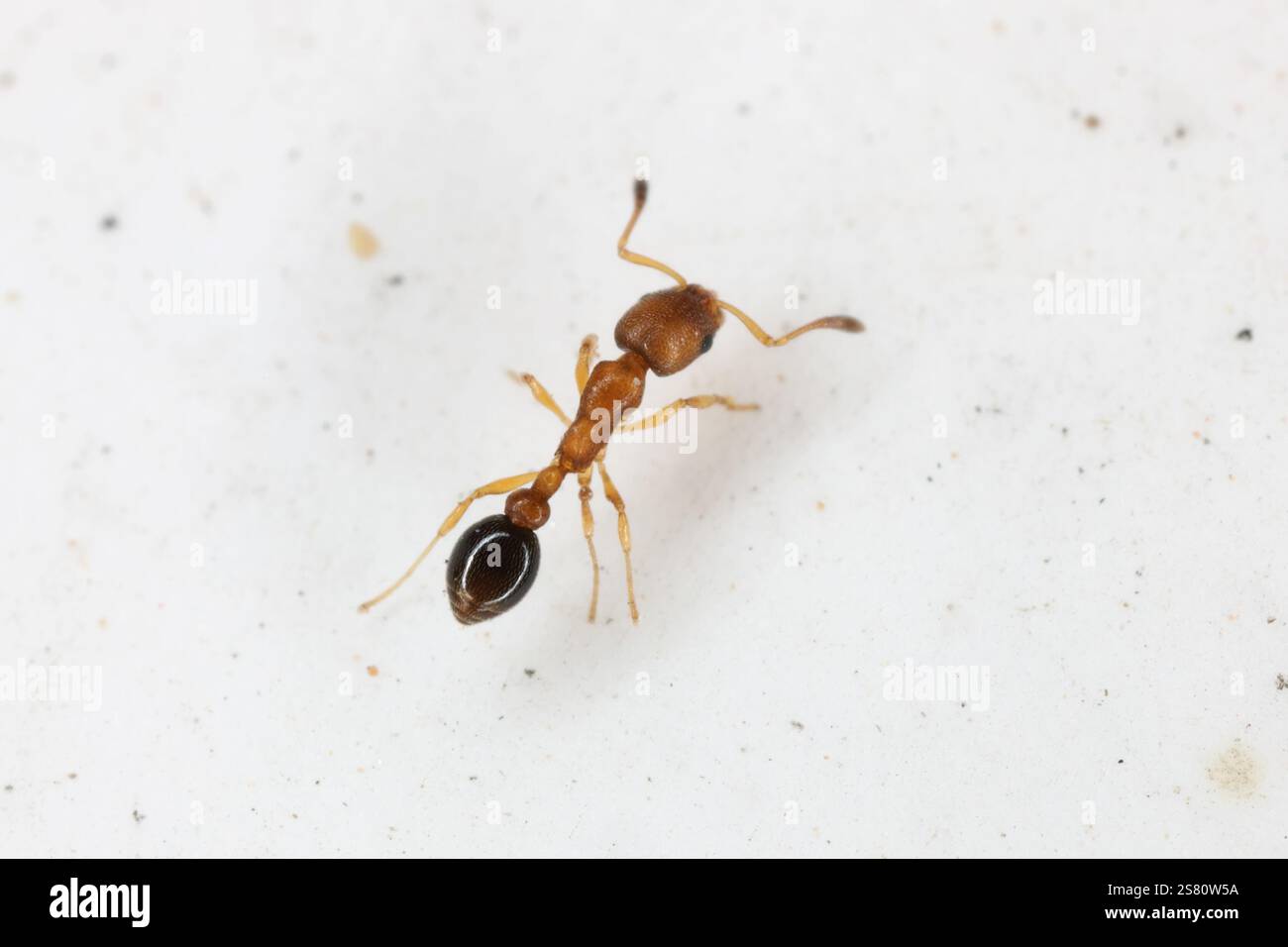 Cardiocondyla emeryi, tiny ant, a tramp species that is common in ...