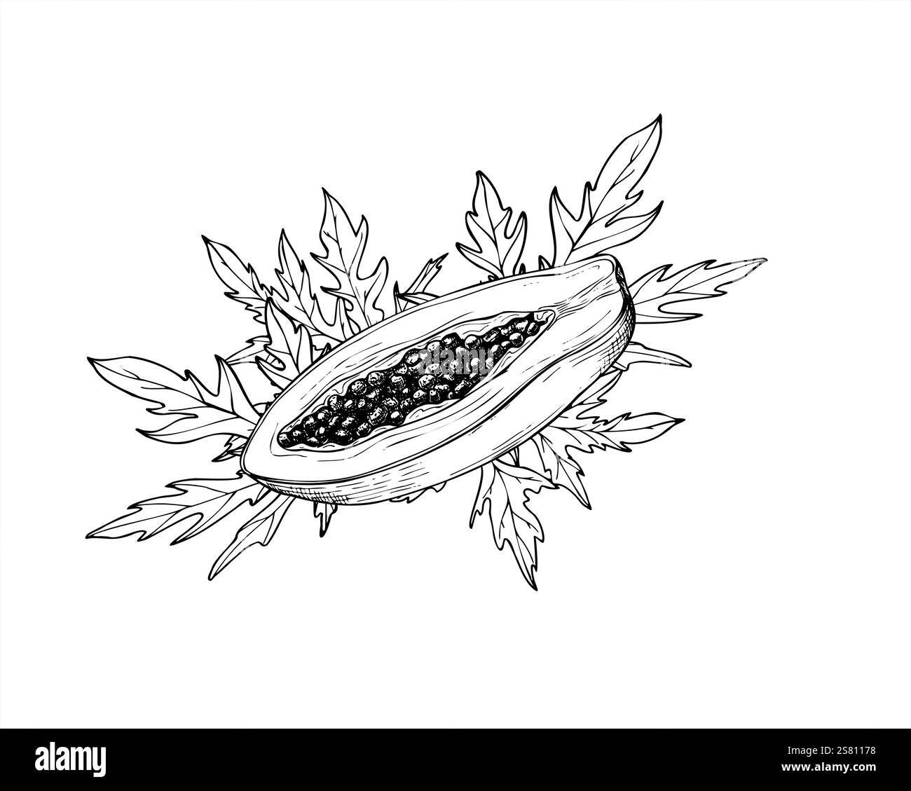 Vector tropical half papaya fruit with seeds among pointed leaves hand drawn isolated illustration painted by black inks. Sweet pawpaw plant graphic Stock Vector