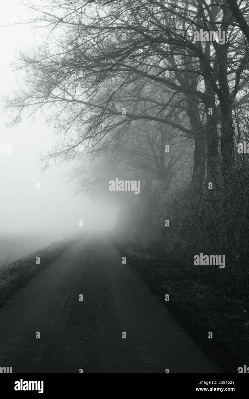 Allee im Nebel Stock Photo