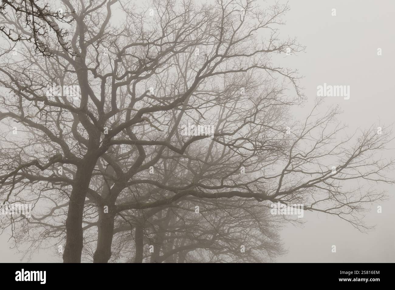 Kahle Bäume im Nebel im Münsterland Stock Photo
