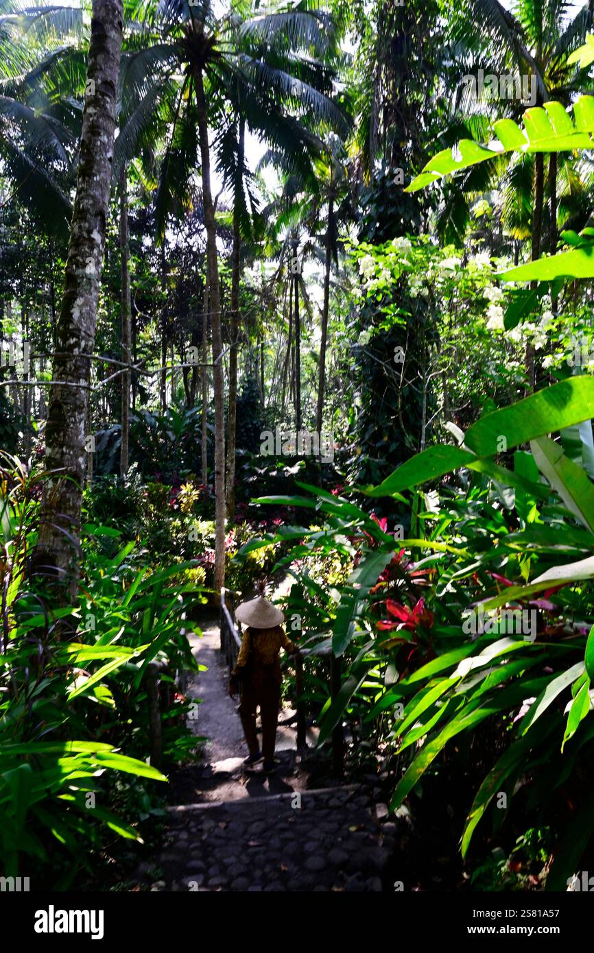 Botanical garden , Java island,Indonesia Stock Photo - Alamy