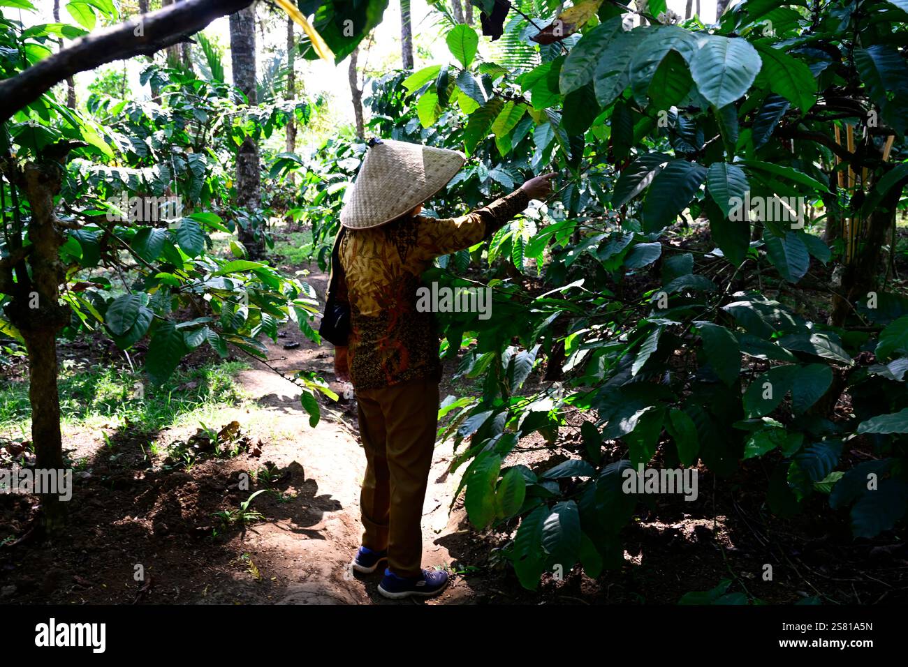 Botanical garden , Java island,Indonesia Stock Photo - Alamy