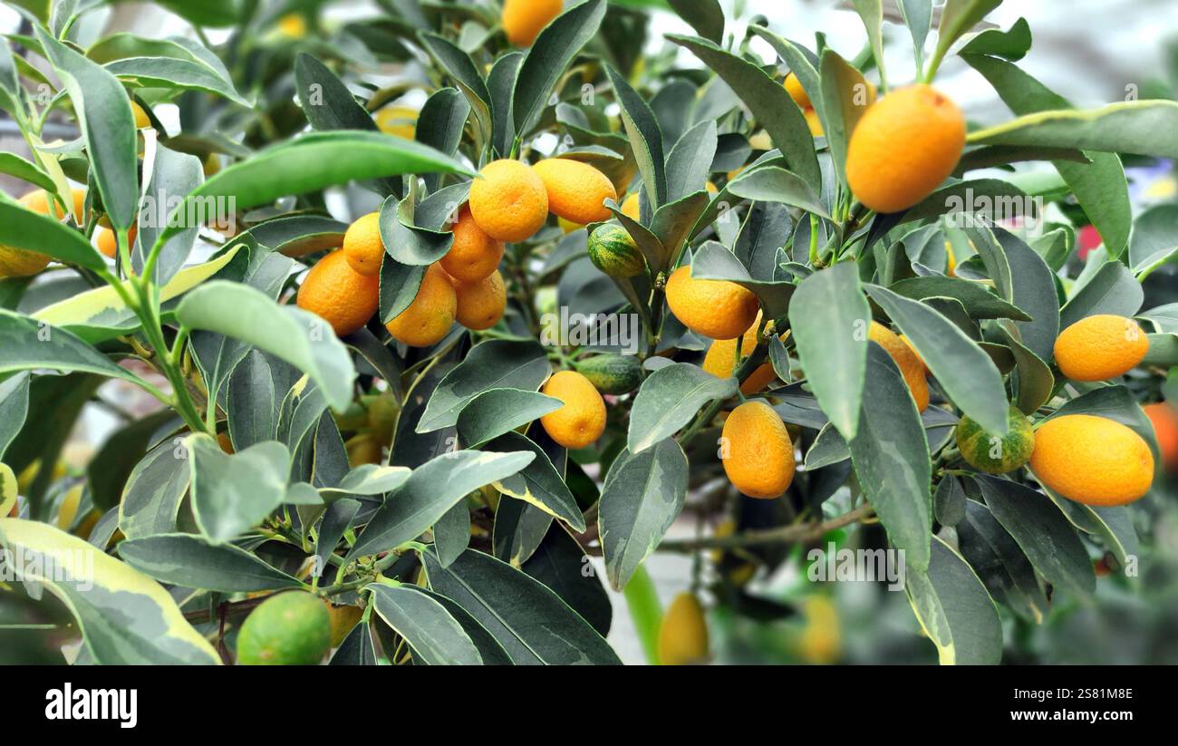 18.01.2025, Baum mit Kumquats. *** 18 01 2025, Tree with kumquats Stock
