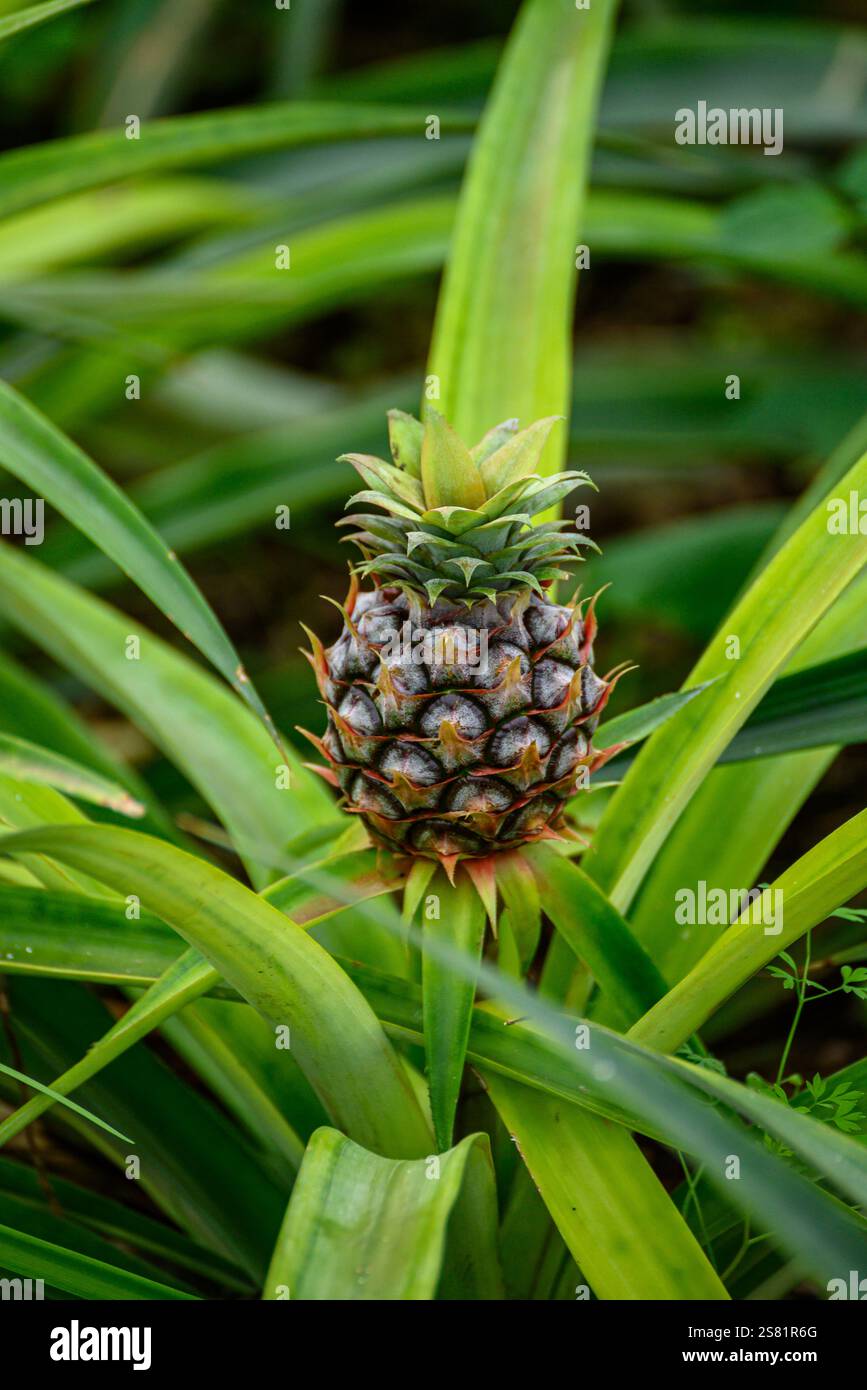 pineapple ripening on a plantation, tropical fruit concept background