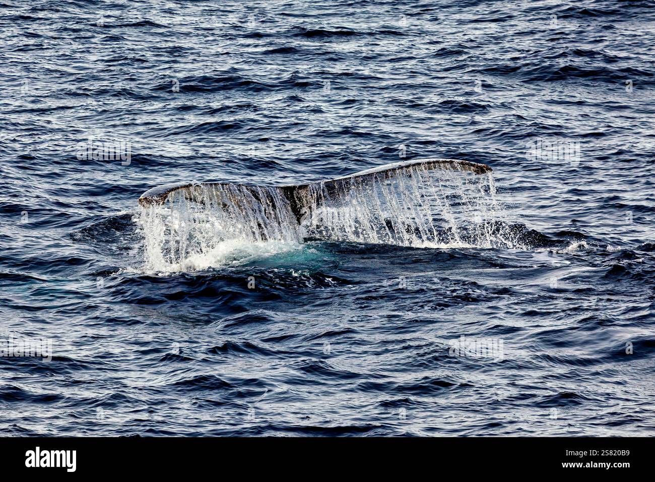 Whale Watching of Humpback whales in the Antarctic area Stock Photo - Alamy