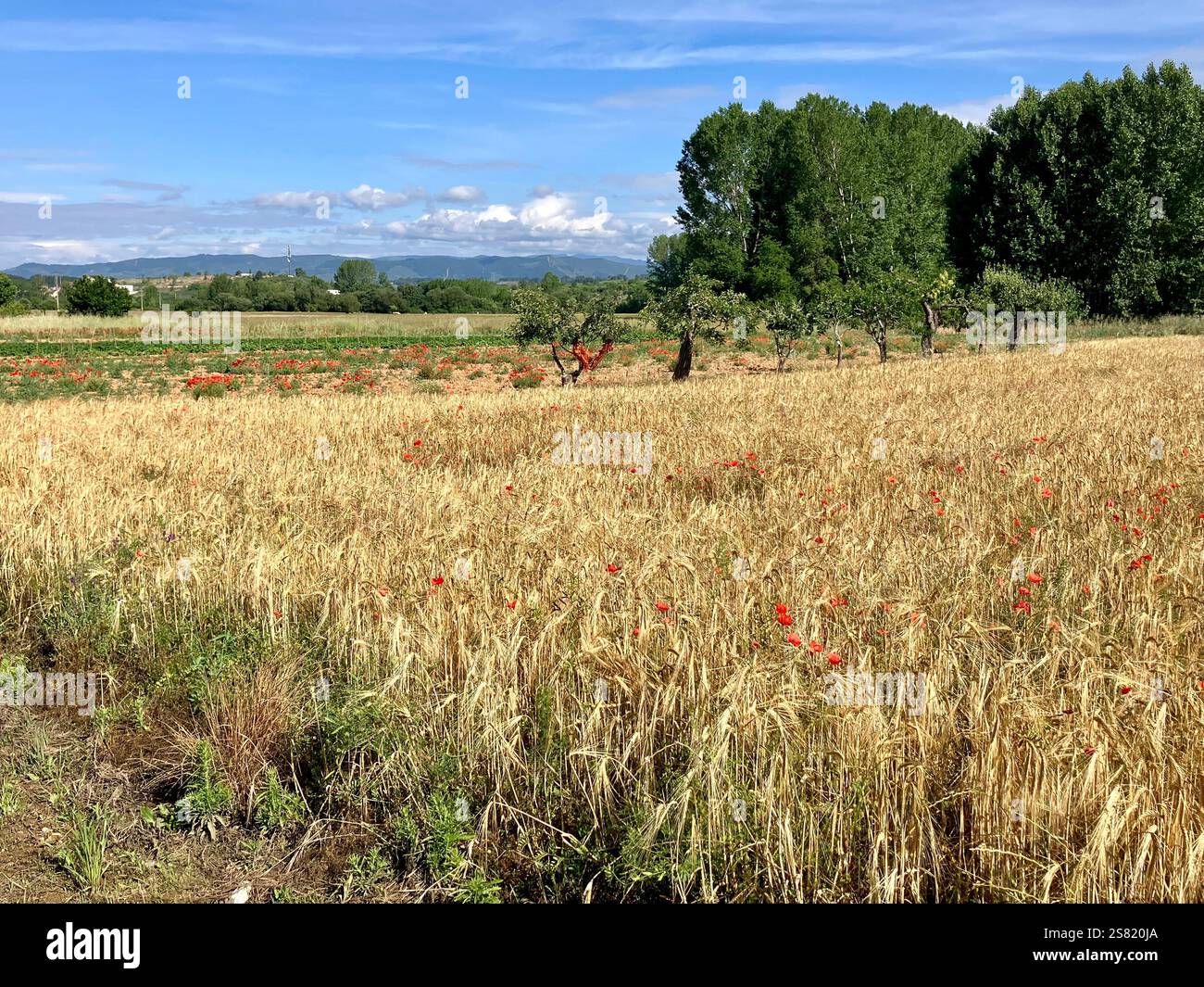 Wheat Fields, Poppies, Trees and Blue Sky on the Camino Frances, Camino de Santiago, Spain - Smartphone Captured Stock Image