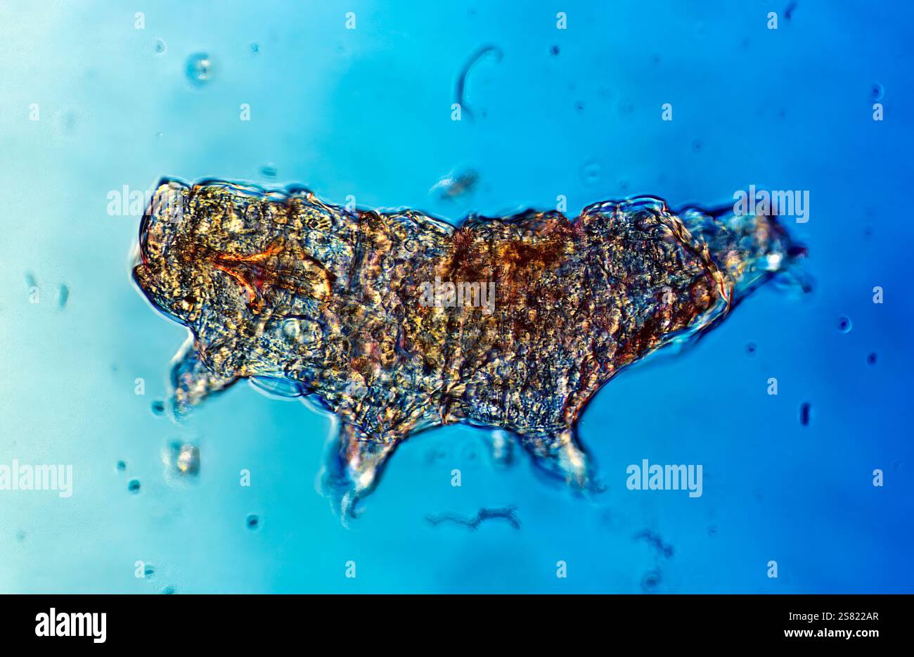 Tardigrade (commonly known as a water bear), a microscopic organism renowned for its resilience, imaged at 200x magnification. Stock Photo