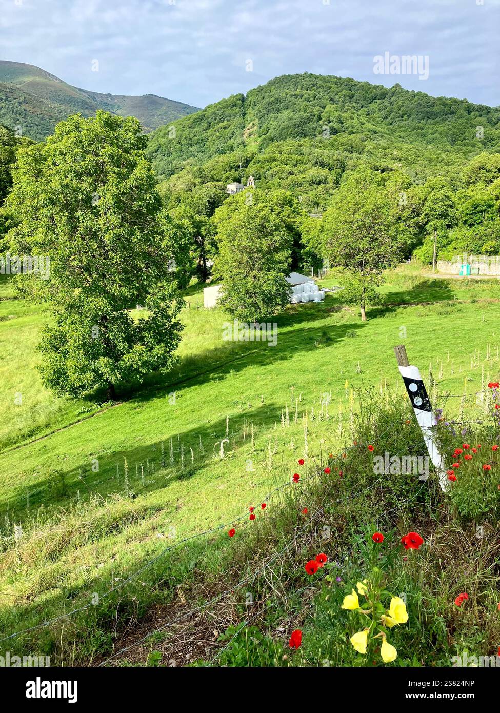 Poppies in a Field with Green Grass, Trees, Hills and Small Church in the Background - Smartphone Captured Stock Image