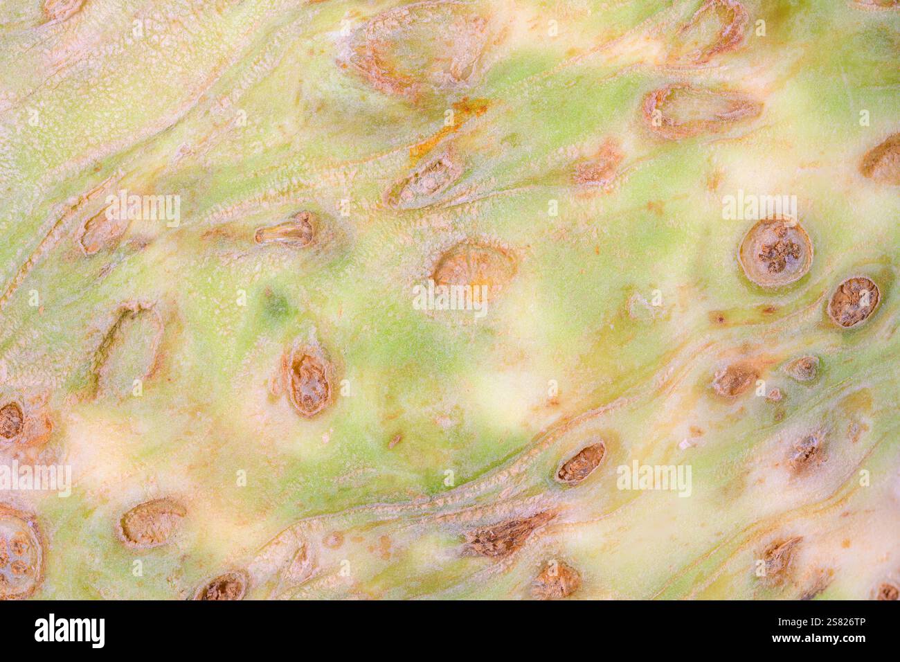 Abstract macro background of a celery root Stock Photo