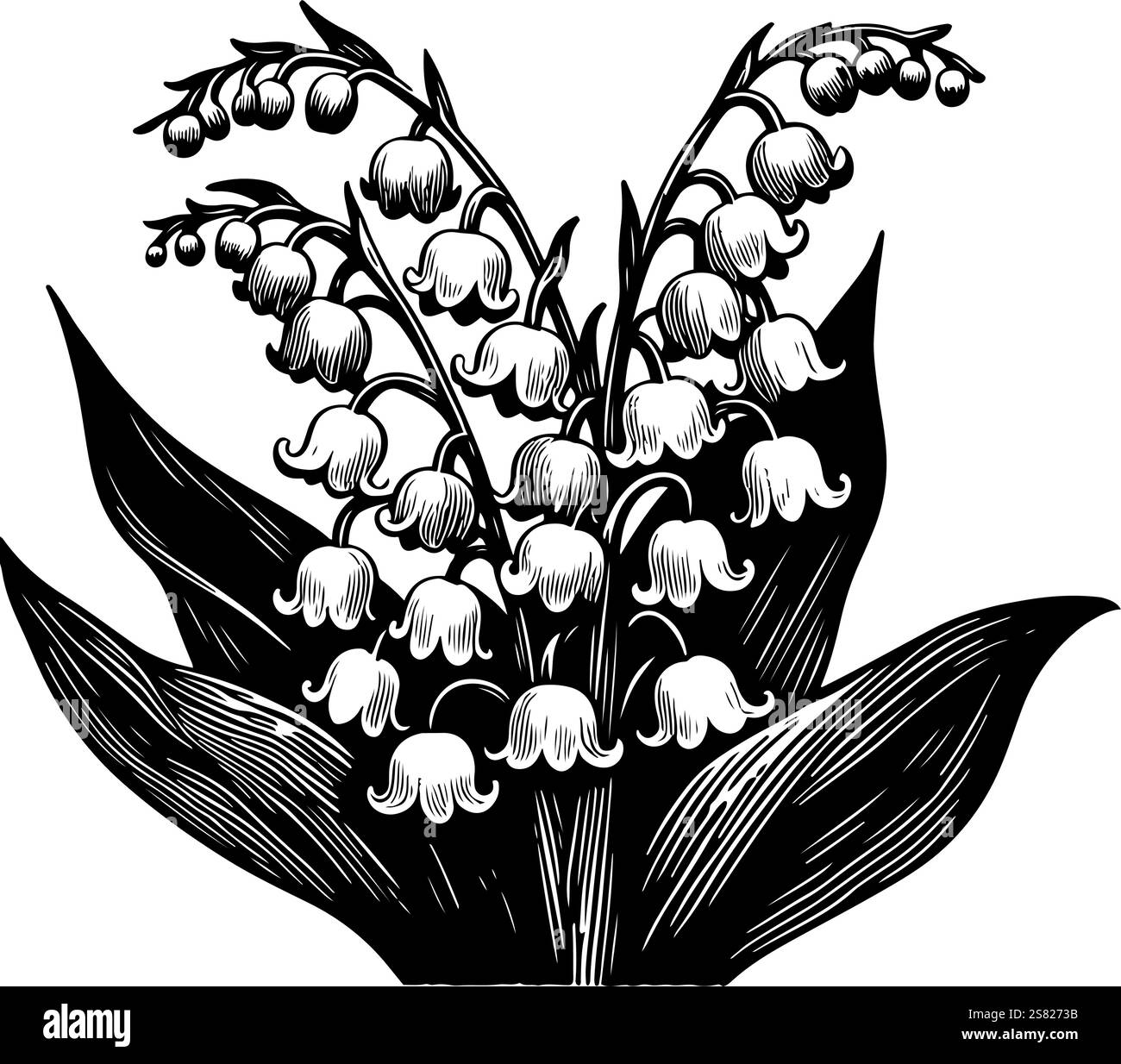 Lily of the valley on white Black and White Stock Photos & Images - Alamy