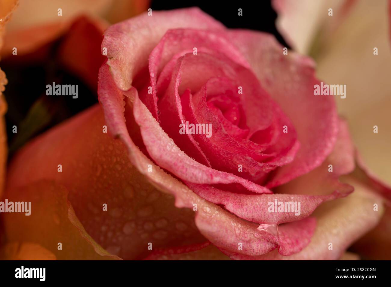 Red white edges wet hi-res stock photography and images - Alamy